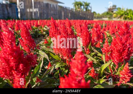 Selektivfokus roter Kammblumen in einem Garten mit Morgenlicht. Stockfoto