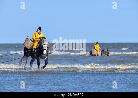 Pferdeangler, die Garnelen (Crangon crangon) fangen, Koksijde, Nordseeküste, Provinz Westflandern, Belgien Stockfoto