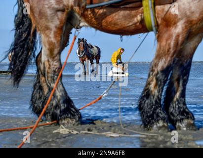 Pferdeangler, die Garnelen (Crangon crangon) fangen, Koksijde, Nordseeküste, Provinz Westflandern, Belgien Stockfoto