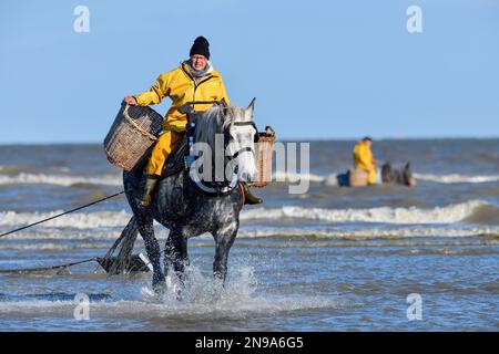 Pferdeangler, die Garnelen (Crangon crangon) fangen, Koksijde, Nordseeküste, Provinz Westflandern, Belgien Stockfoto