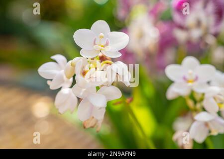 Nahaufnahme von wunderschönen weißen Orchideen, die draußen im Garten gemacht wurden. Stockfoto