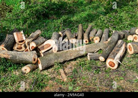 Baumstämme in verschiedenen Größen. Den Baum Fällen Stockfoto