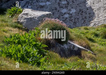 Sea Pinks (Armeria) blüht im Frühling bei St. Ives in Cornwall Stockfoto