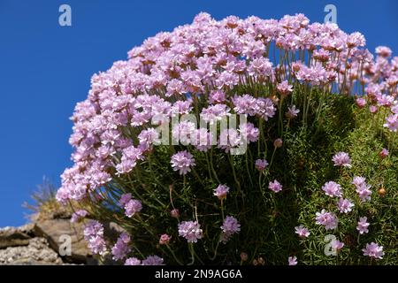 Sea Pinks (Armeria) blüht im Frühling bei St. Ives in Cornwall Stockfoto