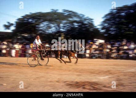 Pferdekutschenrennen durchgeführt von Society for the Prevention of Grausamkeit to Animals, S.P.C.A in Coimbatore, Tamil Nadu, Indien Stockfoto