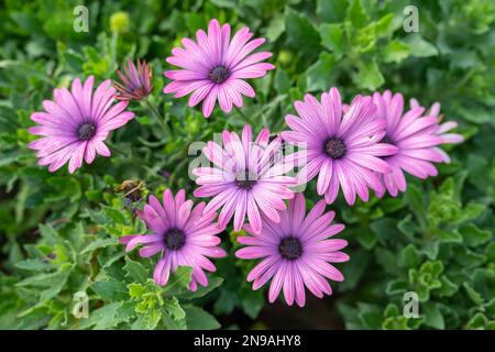 Schöne rosa Gerbera Blumen im Garten Stockfoto