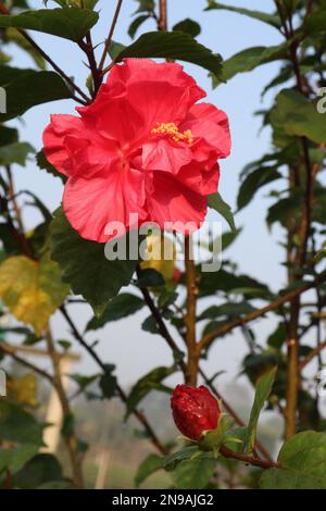 Die rosafarbene Schuhpflaume auf dem Garten für die Ernte ist eine Geldfrucht Stockfoto