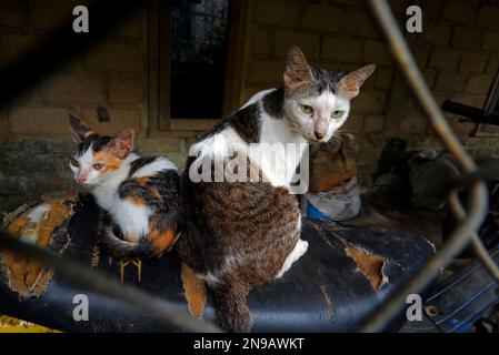 Zwei Katzen sitzen auf Einem Motorrad, hinter einem Eisernen Draht am Nachmittag Stockfoto