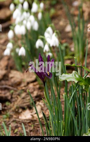 Winterblumen von Irisreticulata und Schneeglöckchen, galanthus nivalis im britischen Garten Februar Stockfoto