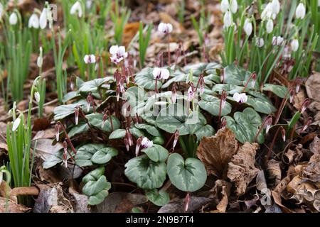 Weißer blühender Cyclamen Coum und Schneeglöckchen, galanthus nivalis in einem Winterwaldgarten Februar Großbritannien Stockfoto