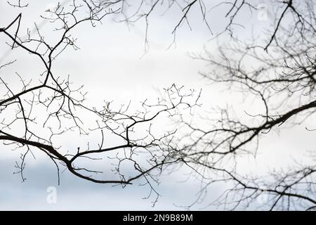 Schwarze Äste ohne Laub auf einem unscharfen Himmelshintergrund Stockfoto