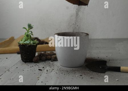 Eine saftige Pflanze in einen Topf auf grauem Hintergrund zu Pflanzen. Die Pflanzendünnung im Frühling. Die Erde in einen Topf für die Blumenpflanze gießen Stockfoto