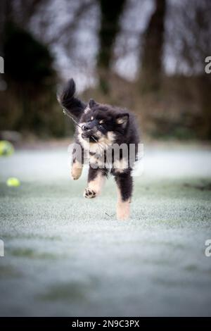 Das Hündchen läuft mit Ball und Stock. Das Beste, was ein Hündchen weiß, ist herumzulaufen und zu spielen. Der beste Freund des Mannes. Ein Freund fürs Leben. Ein Freund, der immer da ist Stockfoto