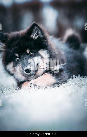 Das Hündchen läuft mit Ball und Stock. Das Beste, was ein Hündchen weiß, ist herumzulaufen und zu spielen. Der beste Freund des Mannes. Ein Freund fürs Leben. Ein Freund, der immer da ist Stockfoto