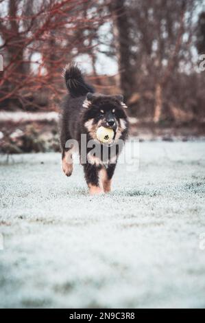 Das Hündchen läuft mit Ball und Stock. Das Beste, was ein Hündchen weiß, ist herumzulaufen und zu spielen. Der beste Freund des Mannes. Ein Freund fürs Leben. Ein Freund, der immer da ist Stockfoto