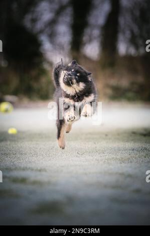 Das Hündchen läuft mit Ball und Stock. Das Beste, was ein Hündchen weiß, ist herumzulaufen und zu spielen. Der beste Freund des Mannes. Ein Freund fürs Leben. Ein Freund, der immer da ist Stockfoto