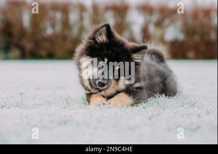 Das Hündchen läuft mit Ball und Stock. Das Beste, was ein Hündchen weiß, ist herumzulaufen und zu spielen. Der beste Freund des Mannes. Ein Freund fürs Leben. Ein Freund, der immer da ist Stockfoto