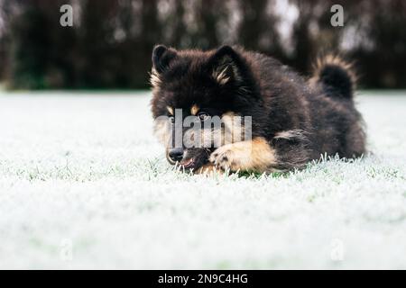 Das Hündchen läuft mit Ball und Stock. Das Beste, was ein Hündchen weiß, ist herumzulaufen und zu spielen. Der beste Freund des Mannes. Ein Freund fürs Leben. Ein Freund, der immer da ist Stockfoto