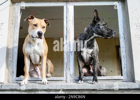 Zwei Pit Bull Terriers fotografiert an einem verlorenen Ort Stockfoto