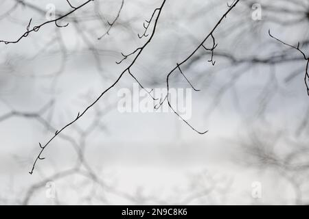 Dünne schwarze Äste ohne Laub auf einem unscharfen Hintergrund Stockfoto