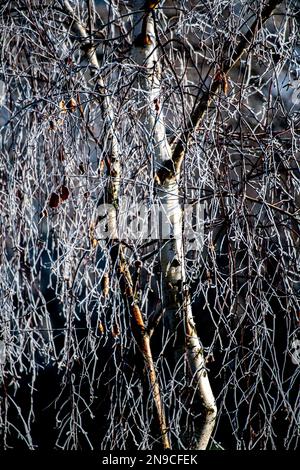 Silberne Birkenbäume mit Frost bedeckt Stockfoto