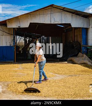 Café Los Volcanes, San Pedro de Poas, Costa Rica - 24,2023. Januar: Eine Frau hackt die Kaffeebohnen, während sie in der Sonne trocknen Stockfoto