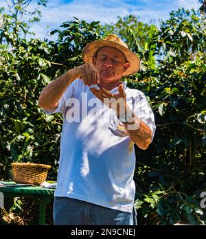 Café Los Volcanes, San Pedro de Poas, Costa Rica - Januar 24,2023: Der Bauer demonstriert, was in seiner Plantage für organischen Kaffee steckt Stockfoto