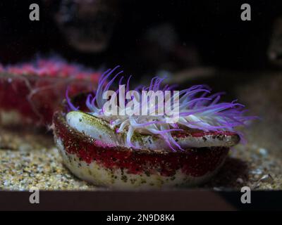 Die Nahaufnahme einer mediterranen Schlange Seeanemone (Anemonia sulcata) in einem Aquarium Stockfoto