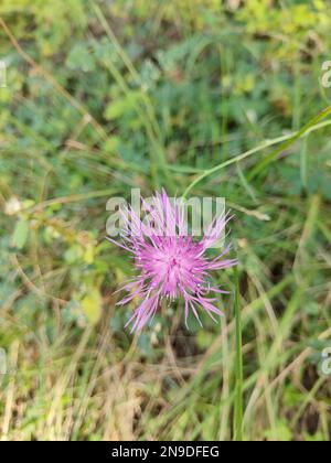 Eine vertikale Nahaufnahme von Centaurea Jakea, braunes Knapweed. Stockfoto