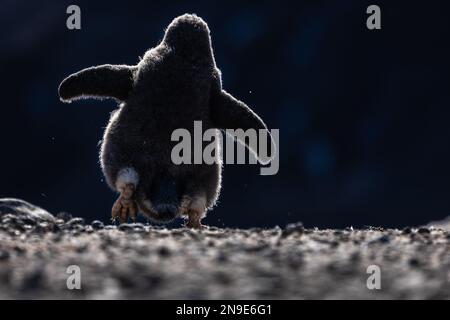 Hinterleuchtung Von Adelie Penguin Chick, Adelie Rookery, Cape Adare, Antarktis Stockfoto