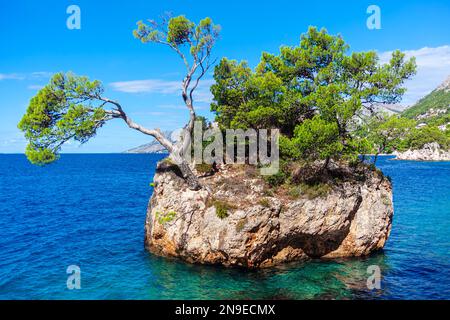 Brela Kroatien Punta Rata . Bäume wachsen auf der kleinen Insel Stockfoto