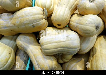 Reife gelbe Kürbisse in der Ladenfront im Obstbereich des Lebensmittelgeschäfts, Nahaufnahme der Vorderseite Stockfoto