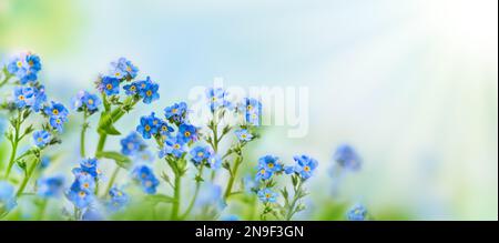 Frühlings- oder Sommerblütenlandschaft. Blaue Blüten von Myosotis oder vergesst-mich-nicht-Blüten auf sonnigen, verschwommenen Hintergrund. Selektiver Weichzeichner. Stockfoto