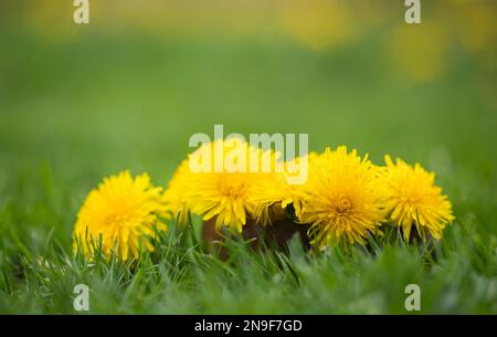 Medizinischer Löwenzahn im Korb im Freien Stockfoto