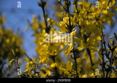 Forsythia intermedia gelbe Blüten und Zweige Stockfoto