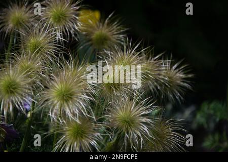 Ein Haufen verblichener Pasque Flowers auf schwarzem Hintergrund Stockfoto