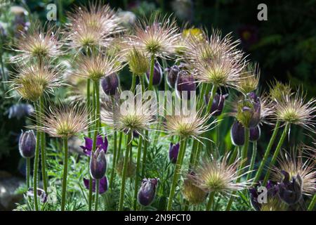 Ein Haufen verblichener Pasque Flowers auf schwarzem Hintergrund Stockfoto