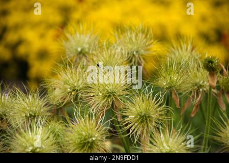 Ein Haufen grün verblichener Pasque-Blumen auf gelbem Hintergrund mit Wassertropfen. Ein Haufen verblichener Pulsatilla vulgaris mit gelben Blumen im Hintergrund. Stockfoto