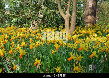 Hübsche Narzissen ÔJetfireÕ Blume. Stockfoto