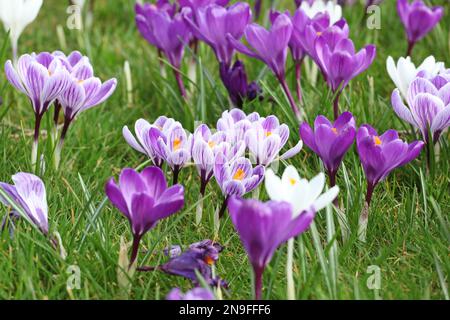 Lila und mauve Krokus ‘pickwick’ und ‘Flower record’ blühen. Stockfoto