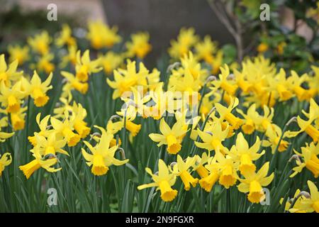 Hübsches gelbes "Narziss Cyclamineus" Narzissen "Rapture" in Blüte. Stockfoto