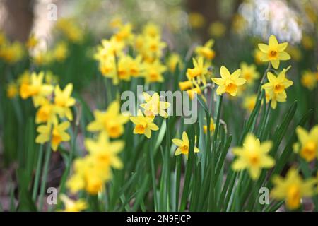 Hübscher Narcissus jonquil in Blume. Stockfoto