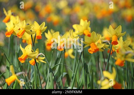 Hübsche Narzissen ÔJetfireÕ Blume. Stockfoto