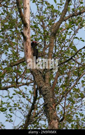 Schwarzer Woodpecker (Dryocopus martius), männlicher Erwachsener in totem Baum Polen Mai Stockfoto