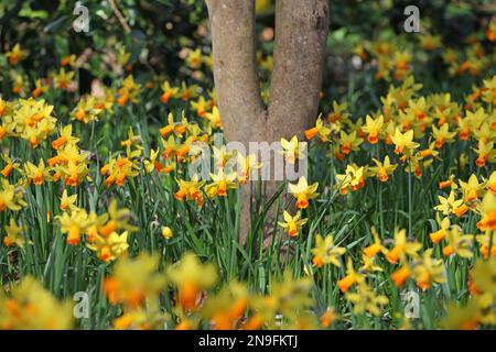 Hübsche Narzissen ÔJetfireÕ Blume. Stockfoto