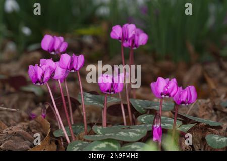 Magentafarbene Blüten des winterblühenden Cyclamen coum UK Garden Februar Stockfoto