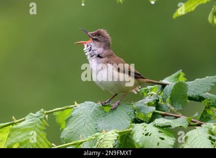 Großblättriger (Acrocephalus arundinaceus), männlicher Erwachsener, der im Erlenbusch sitzt und Polen singt Mai Stockfoto
