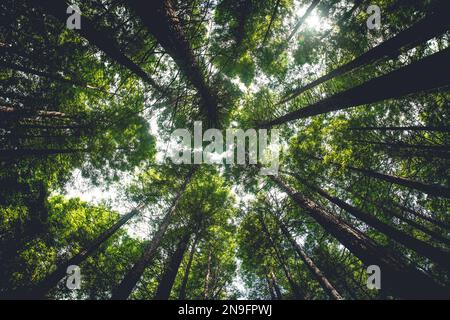 Hintergrund dunkelgrüner Gipfel riesiger Laubbäume von unten in einem Wald. Stockfoto