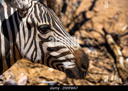Eine Nahaufnahme eines Zebras, gefangen in seinem natürlichen Lebensraum, Safari Stockfoto