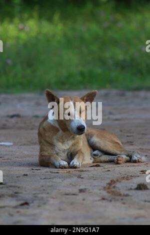 Streunender Hund auf der Straße Stockfoto